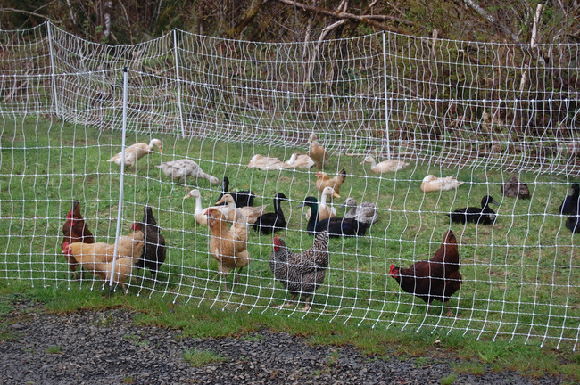 Siatka do podpierania roślin naturalna szer. 200cm x 200m