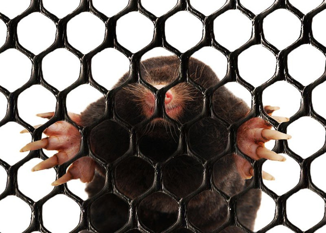 Siatka ogrodnicza ogrodzeniowa czarna szer. 100cm x 50m