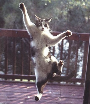 Siatka przeciw owadom z poliestru XTRA Strong mocna czarna szer. 91.0 cm