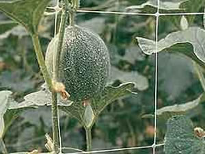 Siatka do podpierania roślin naturalna szer. 200cm x 200m