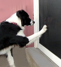 Moskitiera, siatka mocna czarna szer. 1.52 m XTRA Strong