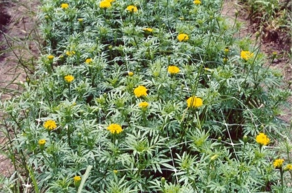 Siatka do podpierania roślin naturalna szer. 200cm x 200m