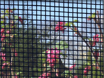 Rolka moskitiery o drobnych oczkach z wł. szklanego charcoal miękka szer. 1.20m - 30.0 mb