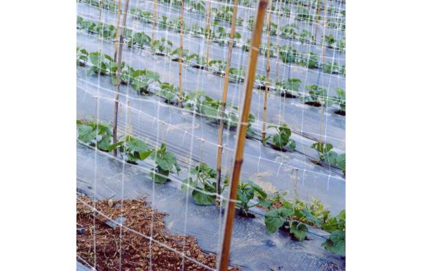 Siatka do podpierania roślin naturalna szer. 200cm x 200m