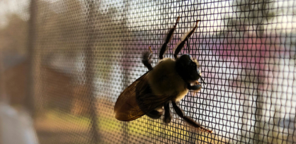 Moskitiery na okna i drzwi. Skuteczna ochrona przed owadami?